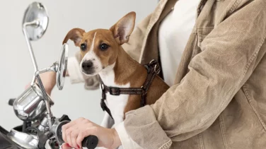 Cómo llevar a mi perro en moto de manera segura